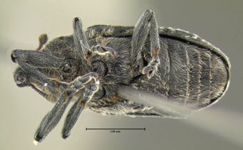 Media type: image;   Entomology 604451 Aspect: habitus ventral view